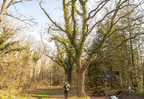 Kändisvandring på Österlen