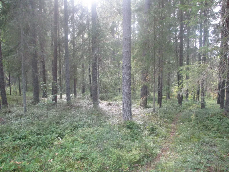 Klicka för att förstora