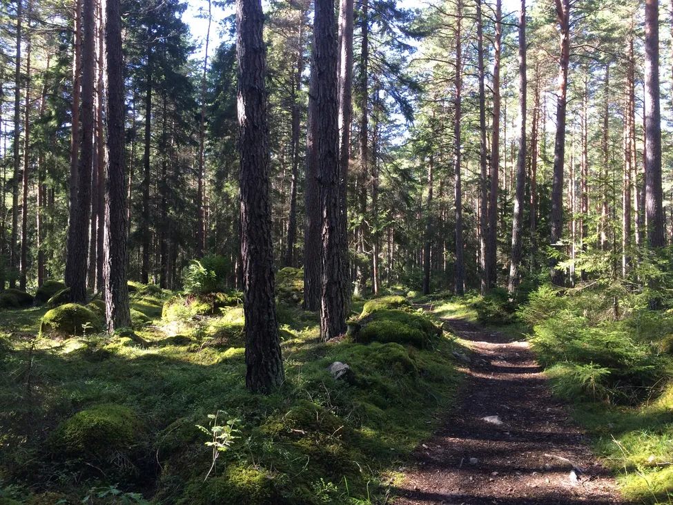 Klicka för att förstora