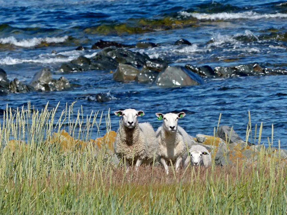 Klicka för att förstora