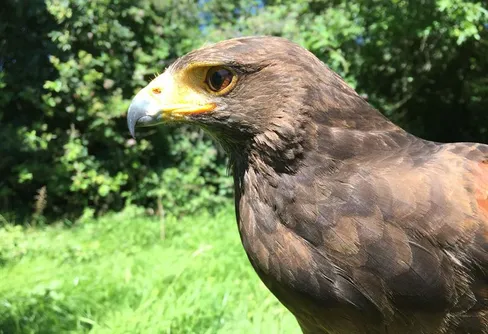 Färgseendet gör rovfåglar till framgångsrika jägare
