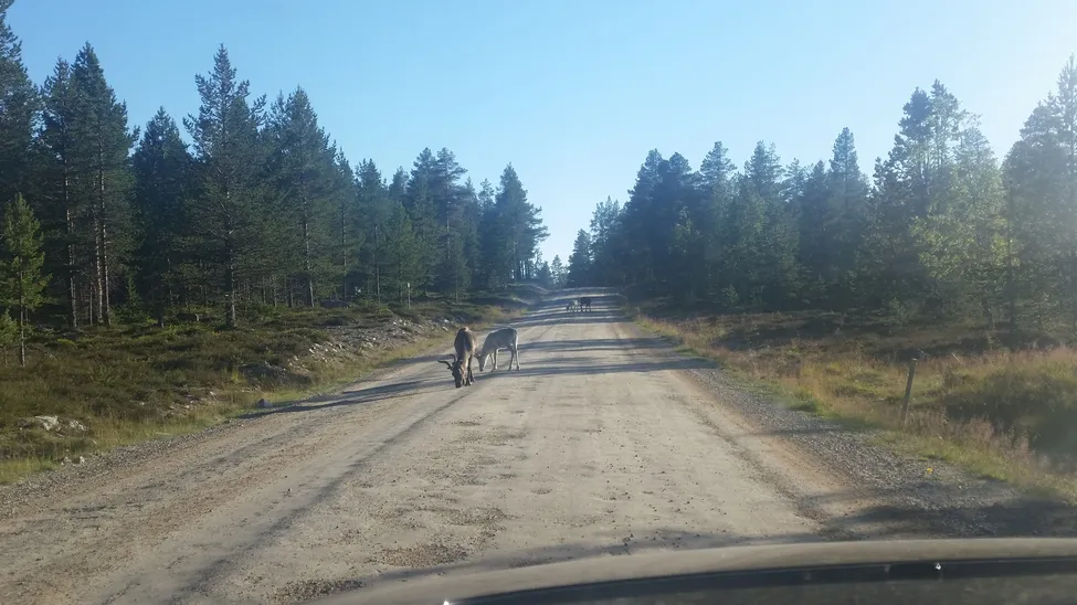 Klicka för att förstora