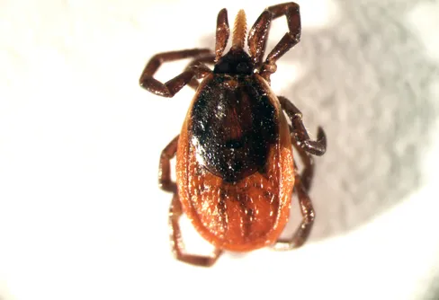 Fynd av tajgafästing leder till ny insamling