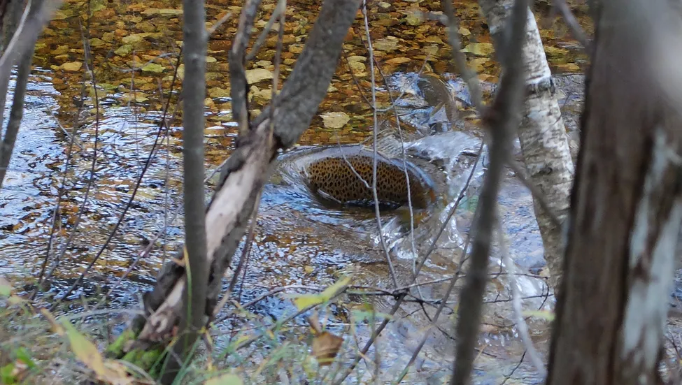 Klicka för att förstora