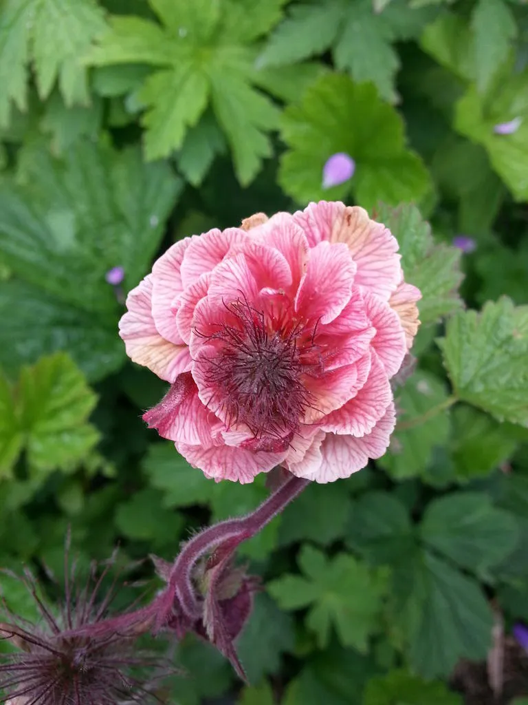 Klicka för att förstora