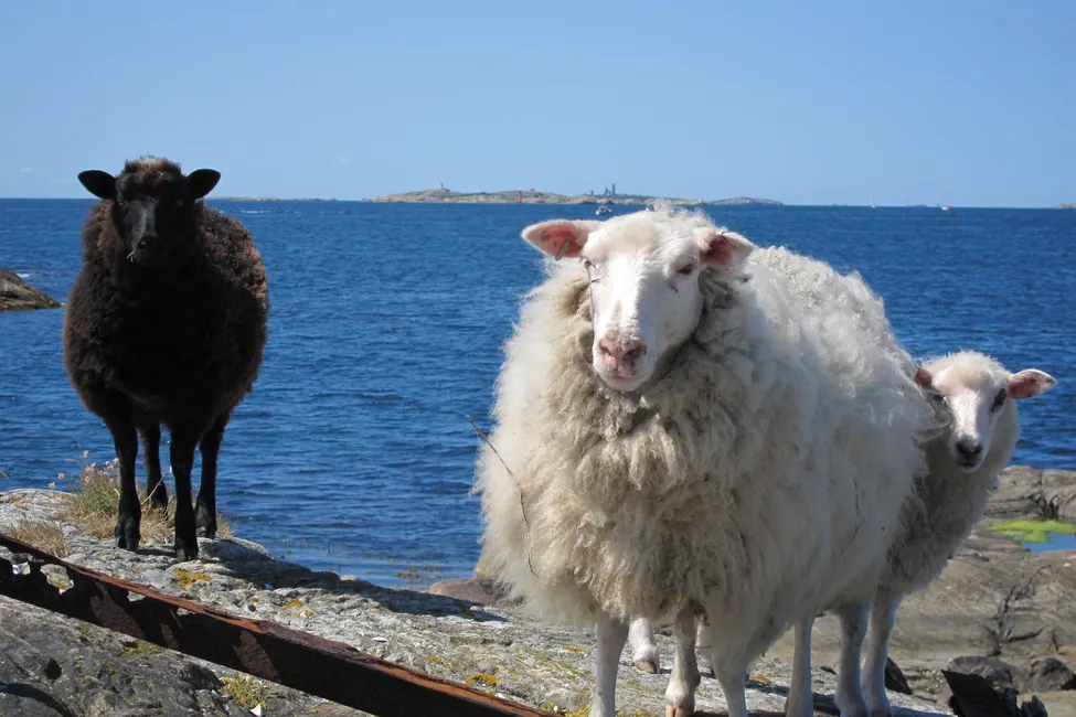 Klicka för att förstora