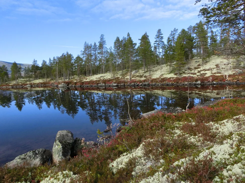Klicka för att förstora