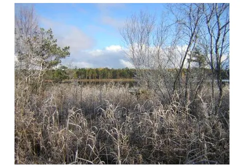 Efter första snöfallet, Stora Agnsjön, Florarna
