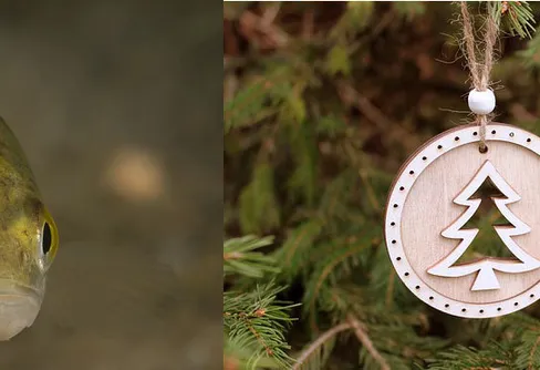 Låt din julgran gå till fiskevårdsprojekt