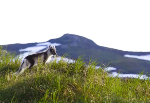Samverkan i Helagsfjällen kring fjällrävar prisas