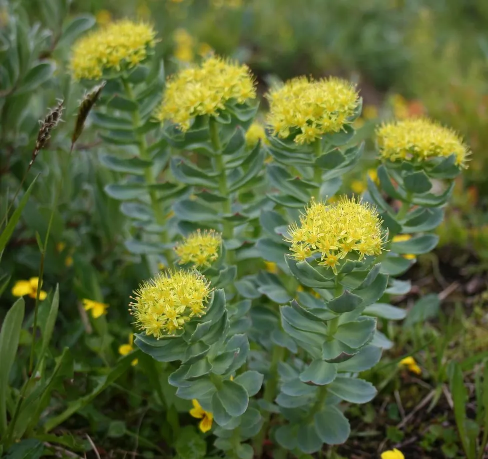 Klicka för att förstora