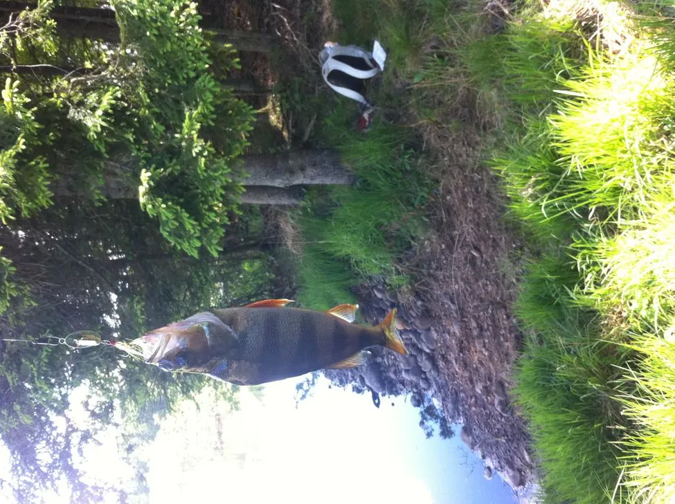 Klicka för att förstora