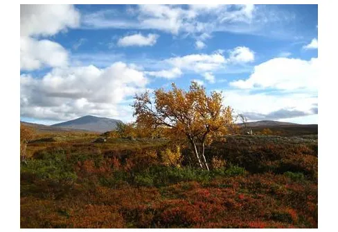 Sprakande höstfärger