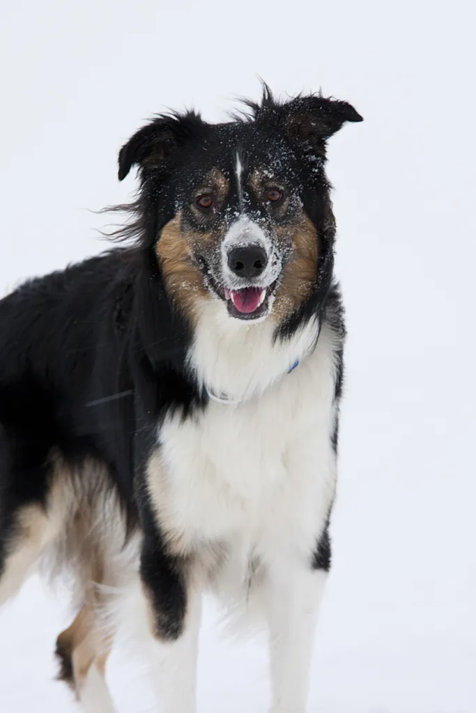 Klicka för att förstora