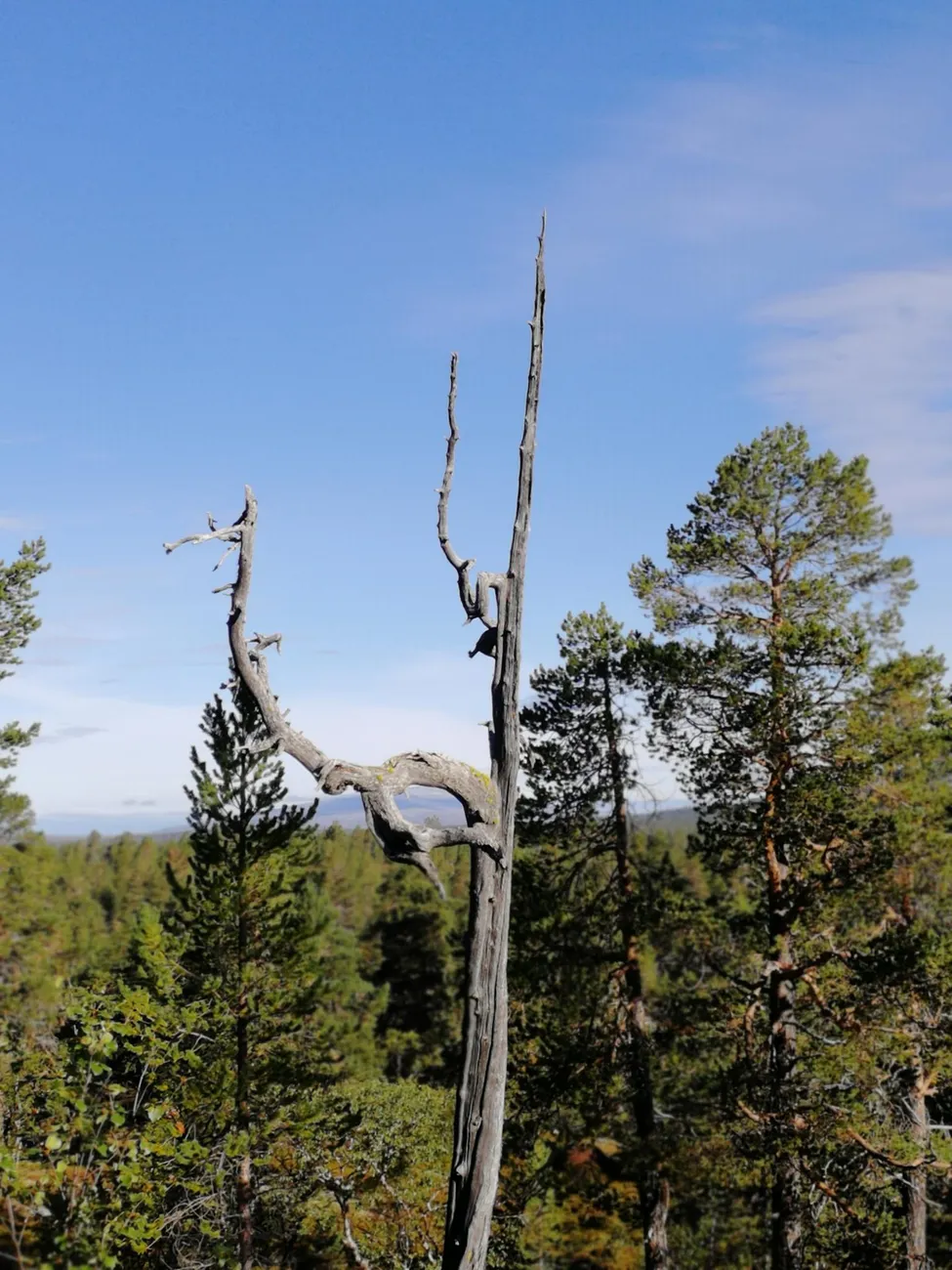 Klicka för att förstora