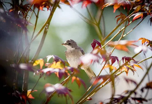 Fåglarna lockar under coronakrisen