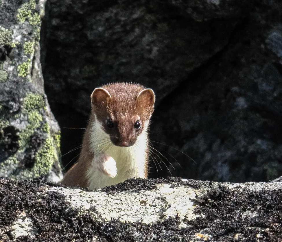 Klicka för att förstora