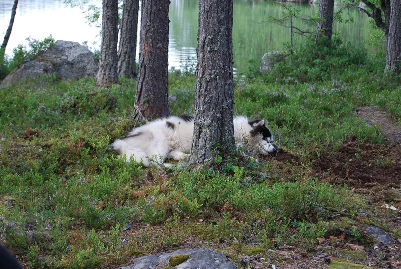 Klicka för att förstora