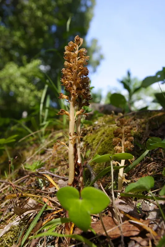 Klicka för att förstora