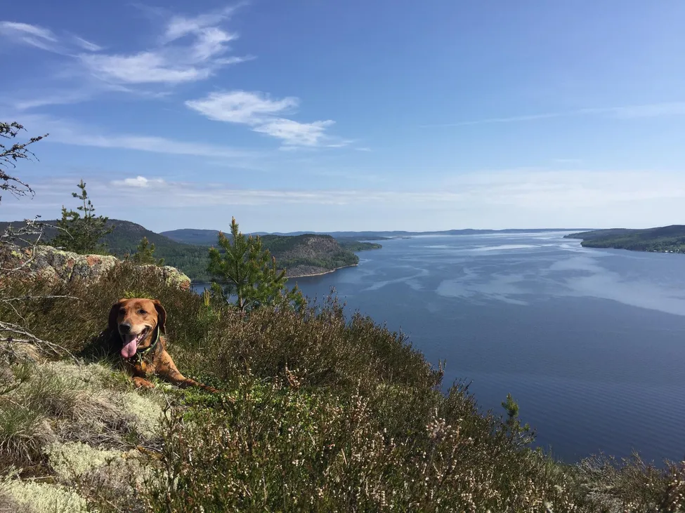 Klicka för att förstora