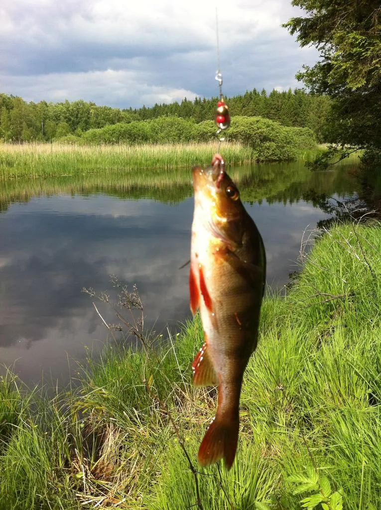 Klicka för att förstora