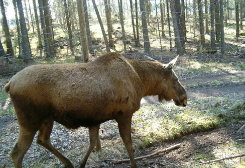 Varför är man inte rädd för älgar?