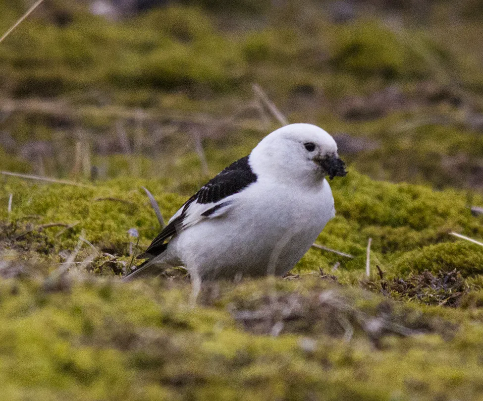 Klicka för att förstora