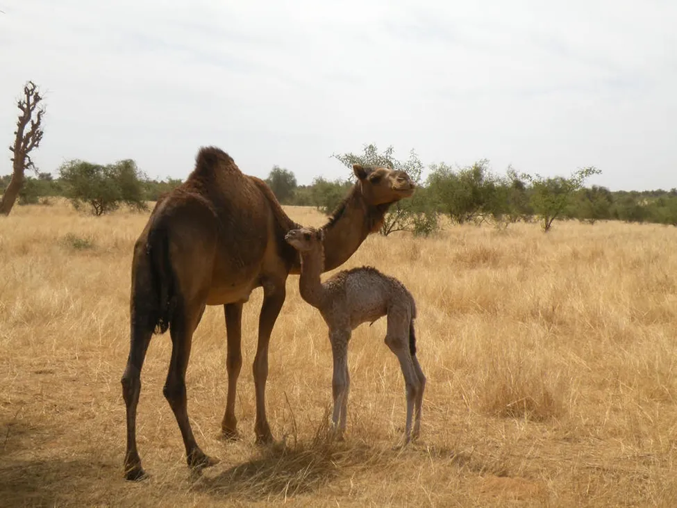 Klicka för att förstora