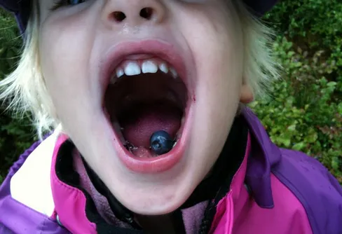 Jag ger mig in i den rådande BLÅBÄRSDEBATTEN...