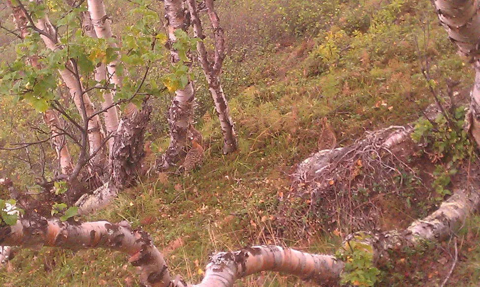 Klicka för att förstora