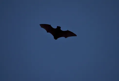 Fladdermöss ska kartläggas med frivilligas insatser