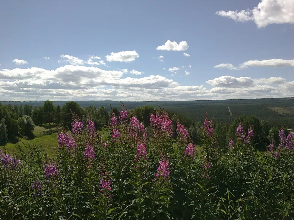 Klicka för att förstora