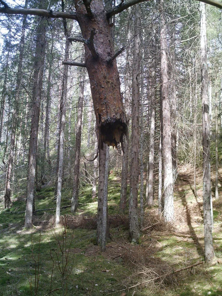 Klicka för att förstora