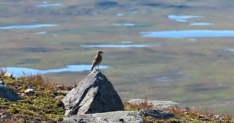 Klicka för att förstora