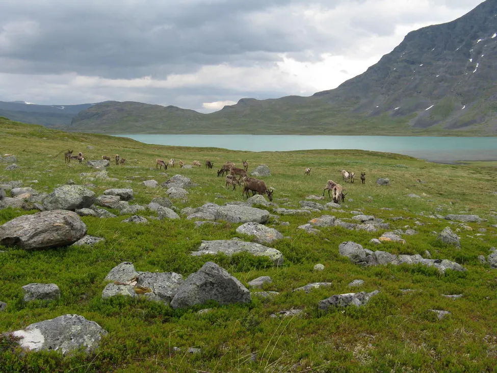 Klicka för att förstora