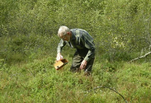 Lingonplockning i Pinemossen