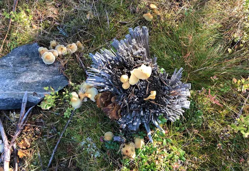 Trotsa höstrusk och mörker - ut och njut!