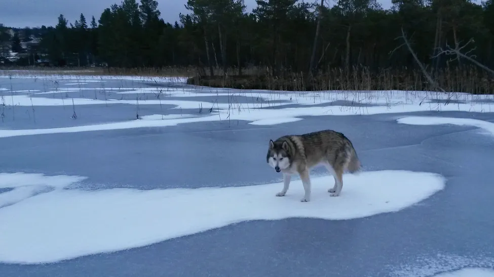 Klicka för att förstora