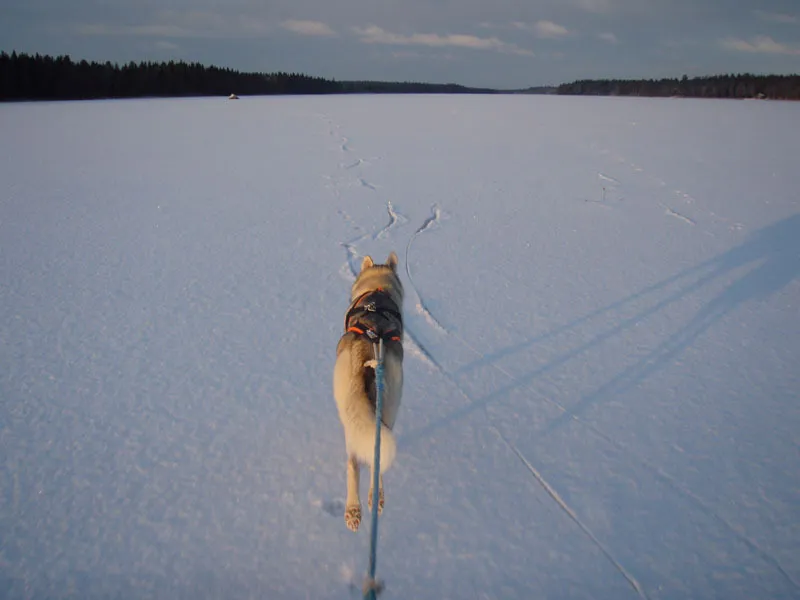 Klicka för att förstora