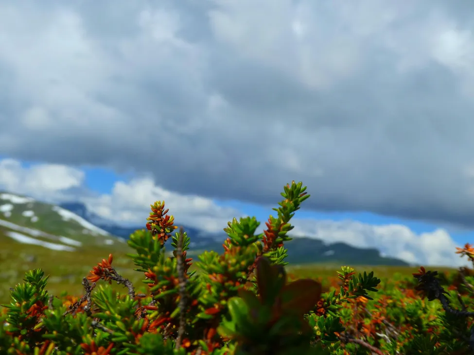 Klicka för att förstora