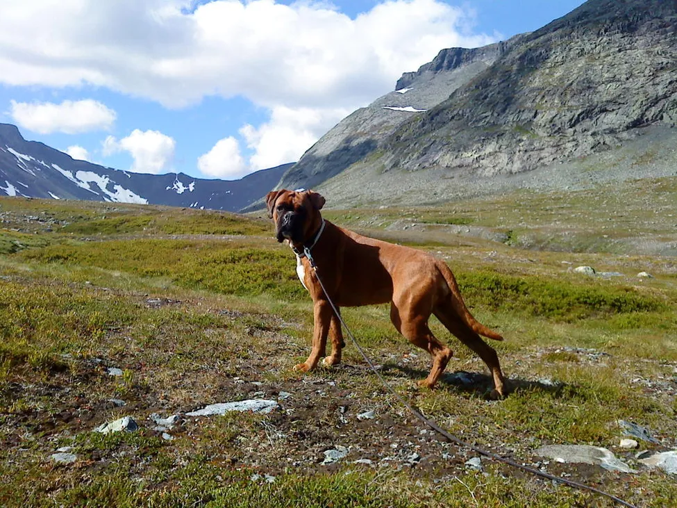 Klicka för att förstora