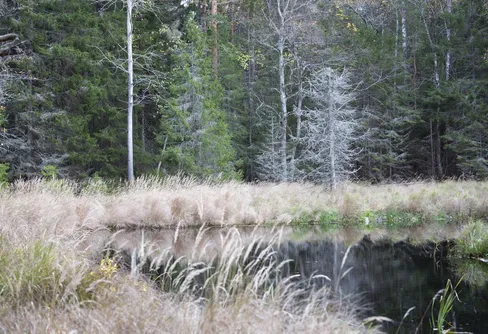 Naturarvet förvärvar ännu en skog – bevaras från avverkning