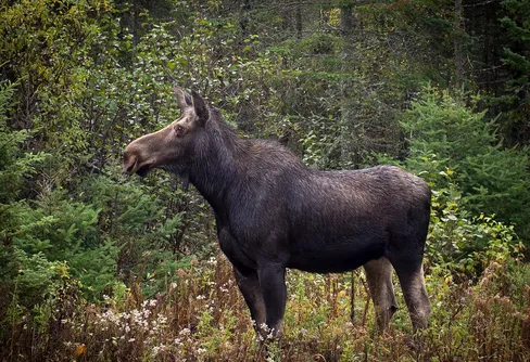 Storsatsning på kunskap om älgarna och oss