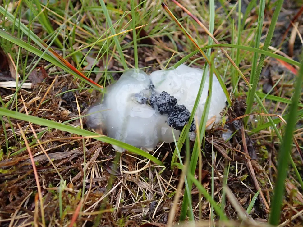 Klicka för att förstora