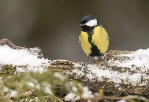 Kyla fick vinterfåglarna att söka sig inpå knuten