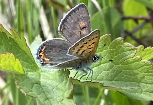 Inventera fjärilar 250608