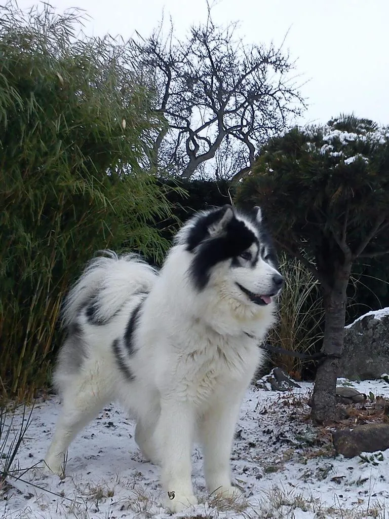 Klicka för att förstora