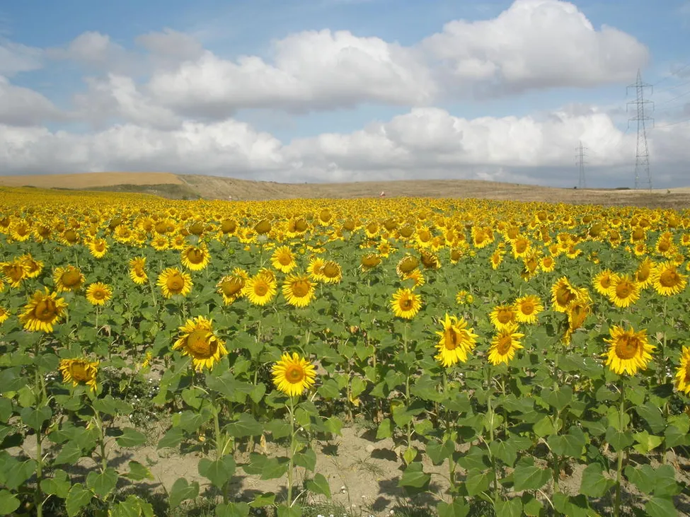 Klicka för att förstora