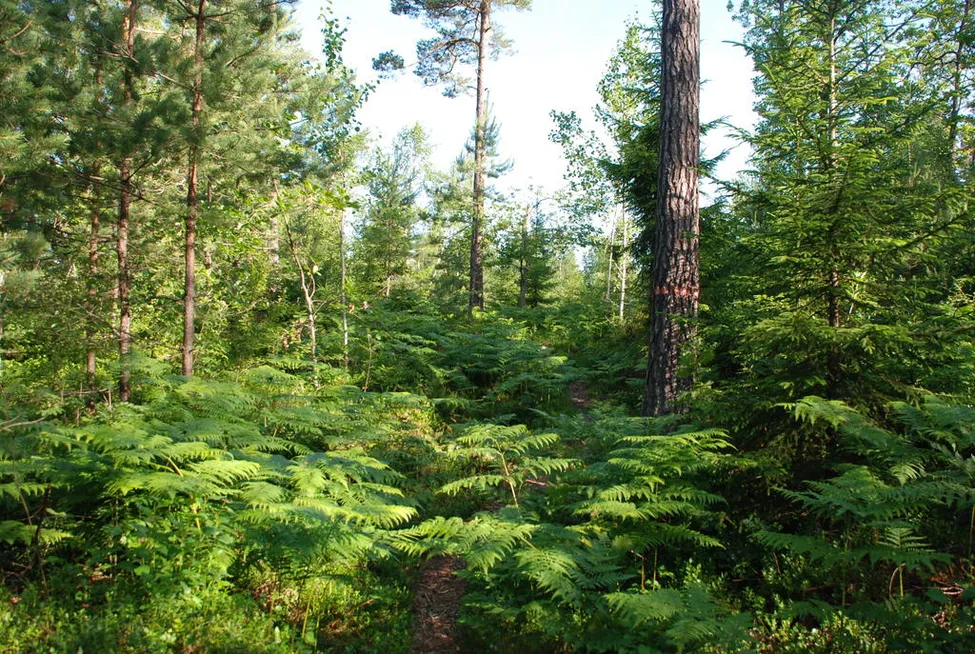 Klicka för att förstora