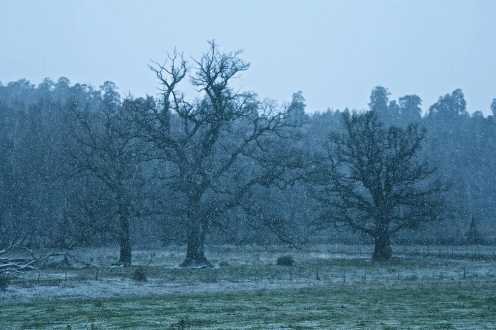 Klicka för att förstora